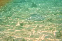Vorsicht beim Baden! Ein Stachelrochen der Gattung (Himantura) durchstreift den Strand. Normalerweise sieht man die Rochen in den Nachtstunden am beleuchteten Steg zu hunderten.