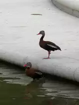 Herbstpfeifg�nse im Herman Park, Houston, TX, 28.5.2009