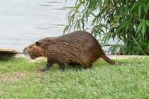 Herman Park, Houston, TX, 28.5.2009