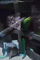 Eine Mur�ne im Houston Aquarium (27.05.09)