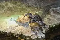 Schildkr�ten im Houston Aquarium (27.05.09)