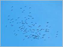 Eine Gruppe Kraniche kreiste am 09.03.2012 einen Moment ber Colmar-Berg (L), bevor es in Richtung Norden weiterging. (Jeanny)