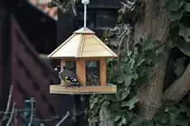 Stieglitz am heimischen Vogelh�uschen - 01.03.2012