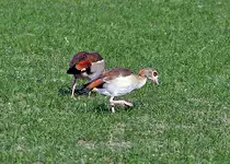 Nilg�nse auf einer Wiese bei Erftstadt - 06.02.2012