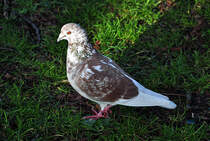 Stadttaube in Bonn - 27.01.2012