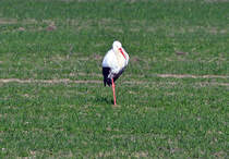 Storch auf einer Wiese bei Erftstadt - 06.02.2012