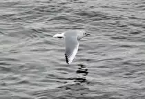 M�we im Tiefflug �ber dem Rhein bei Remagen - 17.01.2012