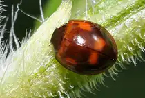 Zehnpunkt-Marienk�fer (Adalia decempunctata) ruht sich auf dem Stengelblatt einer Topinambur aus, 15.08.2010