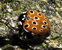 Ein Augenmarienkfer (Anatis ocellata) am Fichtelsee, 04.09.2011