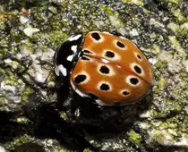 Ein Augenmarienk�fer (Anatis ocellata) am Fichtelsee, 04.09.2011