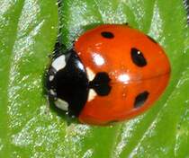 Siebenpunkt-Marienkfer (Coccinella septempunctata) ruht sich auf einem Blatt aus, 04.05.2011