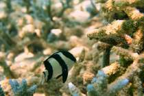 Ein Dreibinden-Preuenfischen (Dascyllus aruanus) schwimmt um seine Koralle. Malediven, Ari-Atoll am 11.11.2007. 
