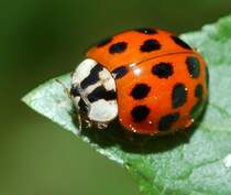 Asiatischer Marienkfer (Harmonia axyridis) auf einem Blatt, 11.05.2009