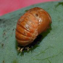Die Puppe eines Asiatischen Marienkfers (Harmonia axyridis), am 10.07.2010 auf einem Blatt fotografiert.