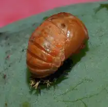 Die Puppe eines Asiatischen Marienk�fers (Harmonia axyridis), am 10.07.2010 auf einem Blatt fotografiert.