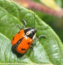 Variabler Flachmarienkfer (Hippodamia variegata) kurz vor dem Abheben, am 04.05.2011