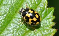 Ein Schwarzgefleckter Marienkfer (Propylaea quatuordecimpunctata) in einem Feuchtgebiet / Ried am 16.05.2011