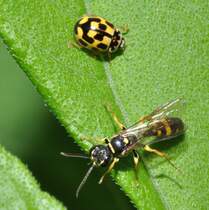 Zwei Jger mit groen Unterschieden, ein Schwarzgefleckter Marienkfer und eine Wespe, am 15.08.2010