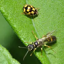 Zwei J�ger mit gro�en Unterschieden, ein Schwarzgefleckter Marienk�fer und eine Wespe, am 15.08.2010