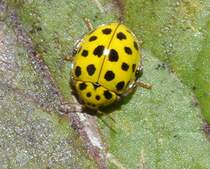 Ein 22-Punkt-Marienkfer (Psyllobora virgintiduopunctata), am 20.08.2010