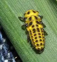 Die Larve eines 22-Punkt-Marienk�fers (Psyllobora virgintiduopunctata), am 30.07.2010