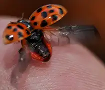 ...und ab gehts, zur Winterquartiersuche; ein Kugeliger Marienk�fer (Synharmonia conglobata) am 20.11.2009