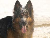 Niko vom Sonnenstern
Winterspatziergang 2009