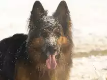 Niko vom Sonnenstern
Winterspatziergang 2009