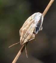 Eine Getreidespitzwanze (Aelia acuminata), am 01.09.2010