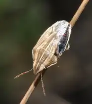 Eine Getreidespitzwanze (Aelia acuminata), am 01.09.2010