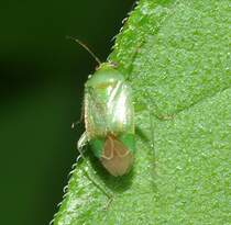 Eine Weichwanze (kein weiterer deutscher Name bekannt) (lat.: Apolygus lucorum), am 15.08.2010
