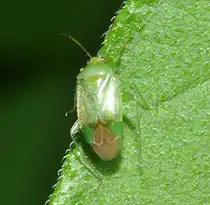 Eine Weichwanze (kein weiterer deutscher Name bekannt) (lat.: Apolygus lucorum), am 15.08.2010
