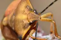 Sieh mir in die Augen: eine N�rdliche Fruchtwanze (Carpocoris fuscispinus), am 10.08.2011