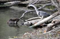 Besprechung der Teichbewohner, einem Graureiher und einem Biber, am 14.10.2011