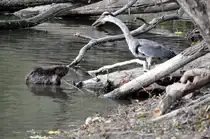 Besprechung der Teichbewohner, einem Graureiher und einem Biber, am 14.10.2011