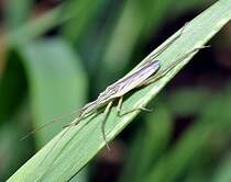 Eine Weichwanze (ohne deutschen Namen; lat.: Notostira elongata [Geoffroy 1785]) an einem Grasblatt am 20.08.2010 in einem Garten-Feuchtgebiet. Diese Wanze ist in ganz Europa, dem Mittelmeerraum einschl. Nordafrika, im Osten Sibiriens und Cina verbreitet.