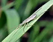 Eine Weichwanze (ohne deutschen Namen; lat.: Notostira elongata [Geoffroy 1785]) an einem Grasblatt am 20.08.2010 in einem Garten-Feuchtgebiet. Diese Wanze ist in ganz Europa, dem Mittelmeerraum einschl. Nordafrika, im Osten Sibiriens und Cina verbreitet.