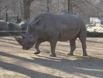 Nashorn im Eifelzoo am 14.08.2011