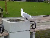 Eine M�we im Habour Green Park in Vancouver am 11.03.2012.