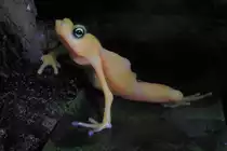 Kleiner Frosch im Zoo von Houston, TX (27.05.09)