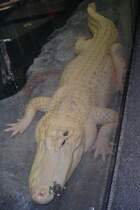  Albinogator  im Zoo von Houston, TX (27.05.09)
