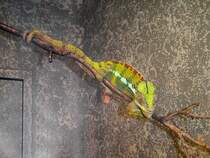 Chamleon im Zoo von Houston, TX (27.05.09)