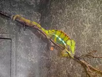 Cham�leon im Zoo von Houston, TX (27.05.09)