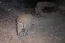 G�rteltier im Zoo von Houston, TX (27.05.09)