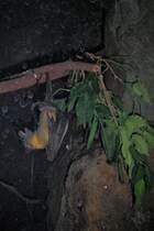 Flughund hngt ab im Zoo von Houston, TX (27.05.09)