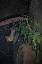 Flughund h�ngt ab im Zoo von Houston, TX (27.05.09)