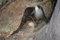 Zwergotter im Zoo von Houston, TX (27.05.09)