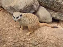 Erdm�nnchen im Zoo von Houston, TX (27.05.09)