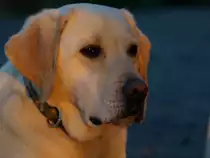 Das ist Tom ein blonder Labrador

