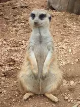 Erdm�nnchen auf Wache im Zoo von Houston, TX (27.05.09)